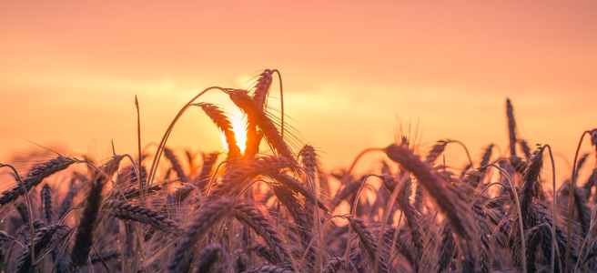 abendstimmung agriculture back light cereal